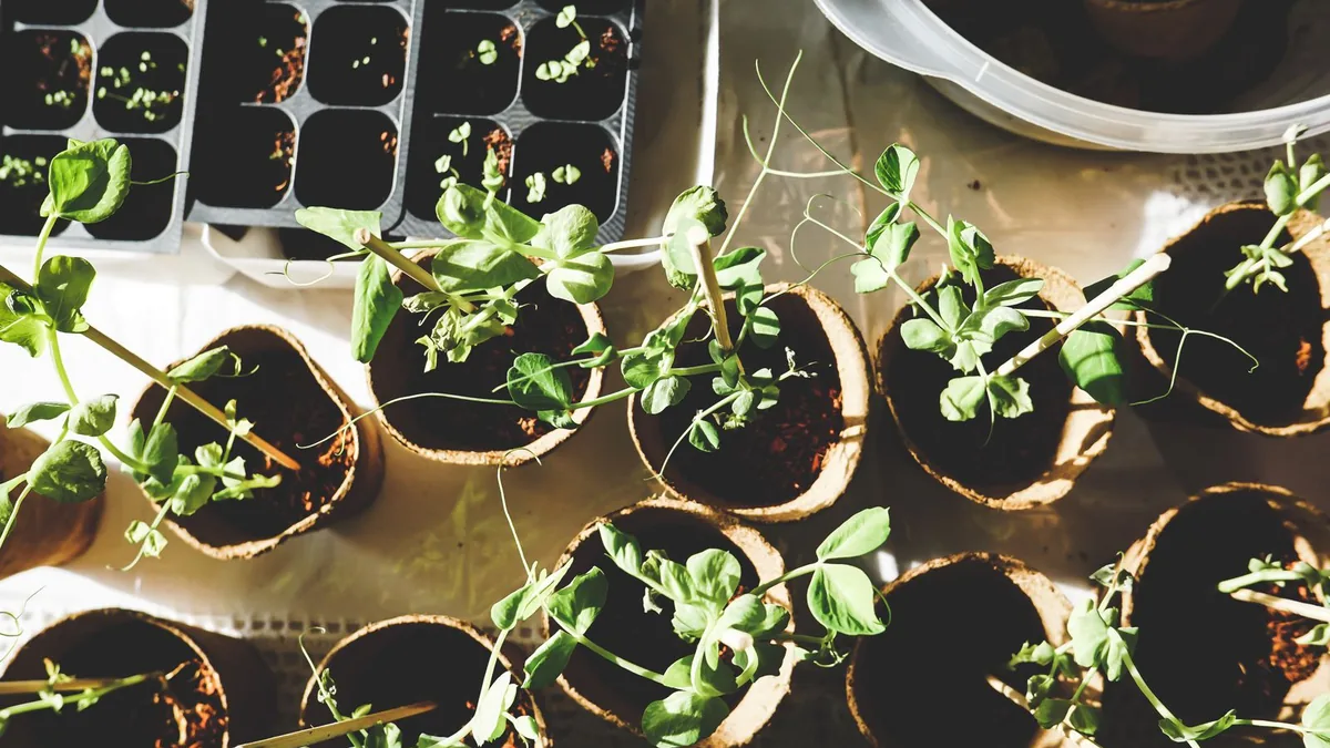 Seedlings growing in pots, the account-growth focus of a farmer in MSP sales